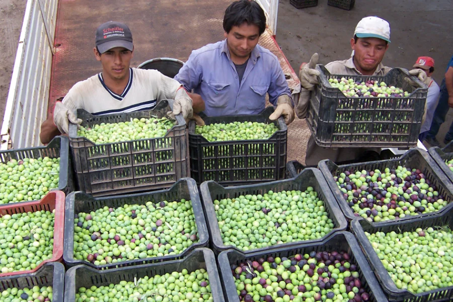 Lee más sobre el artículo La producción olivícola cayó casi un 70% en La Rioja