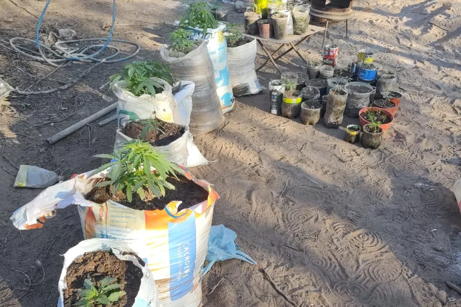 Lee más sobre el artículo Secuestraron casi 300 plantas de marihuana en Chamical